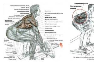 T-bar row for deep work of the back T-bar row in a bent-over position what muscles
